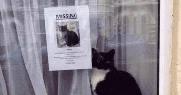 Vermiste katten belgie